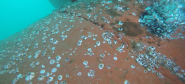 hull cleaning (6)
